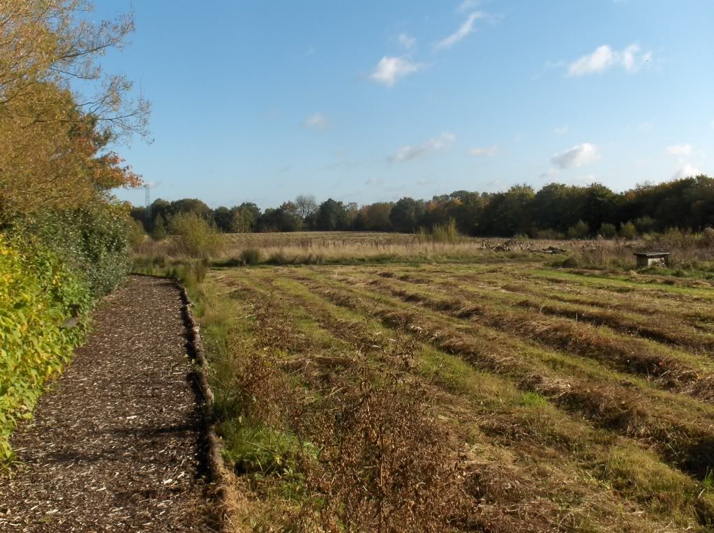 The meadow