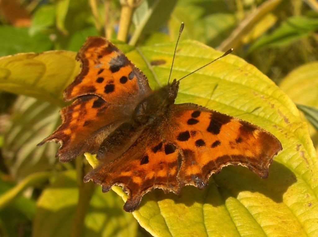 Comma