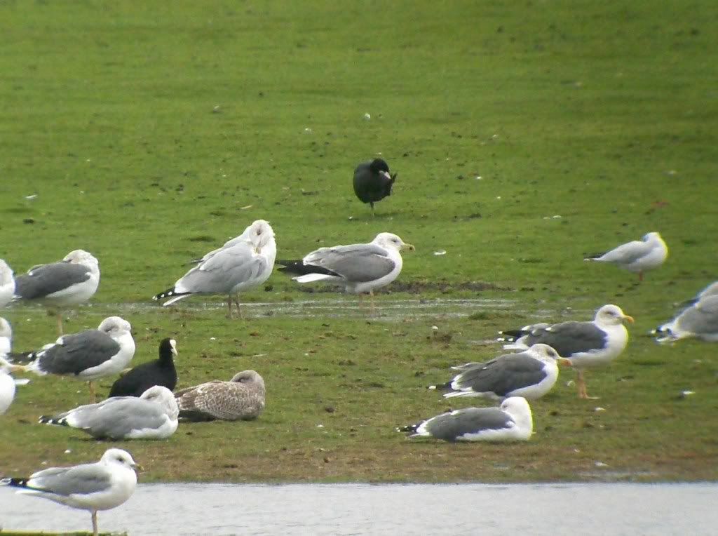 Yellow-Legged Gull