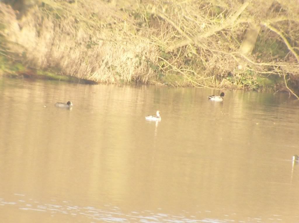 Smew at Bittell