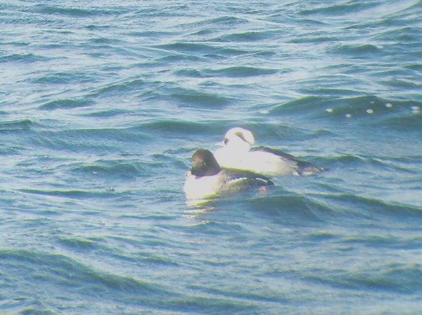 Goldeneye ... and smew