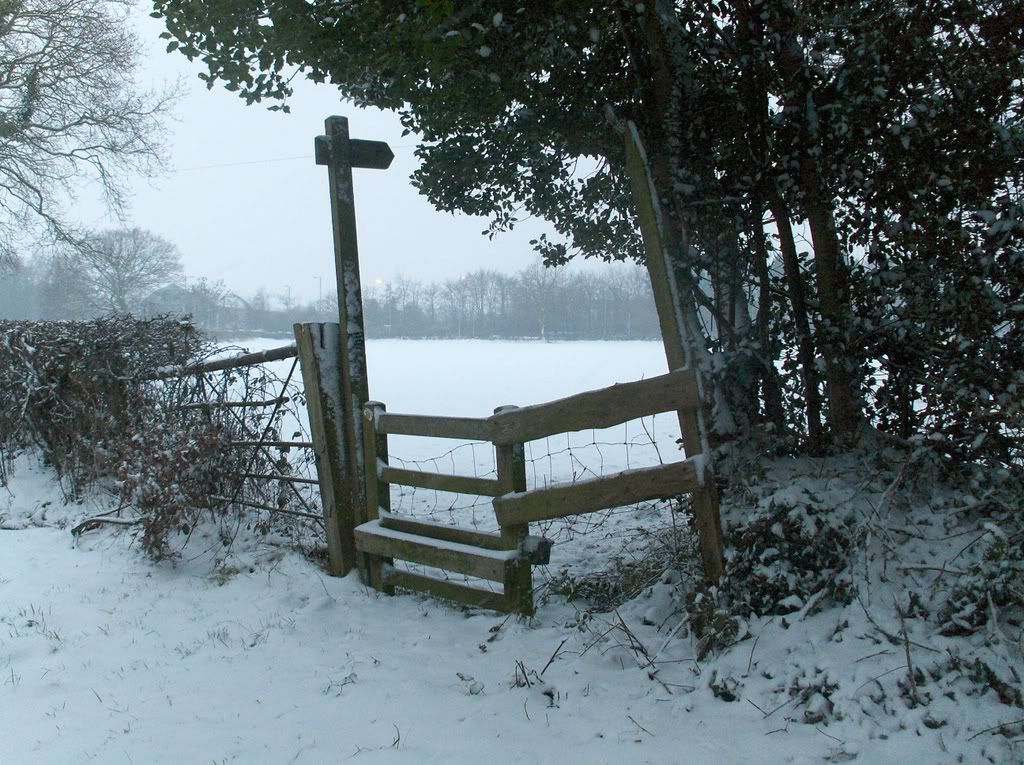 This is my meadow pipit field