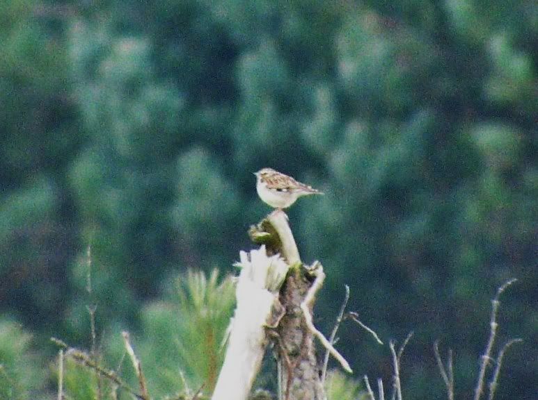 Woodlark at May Day Farm