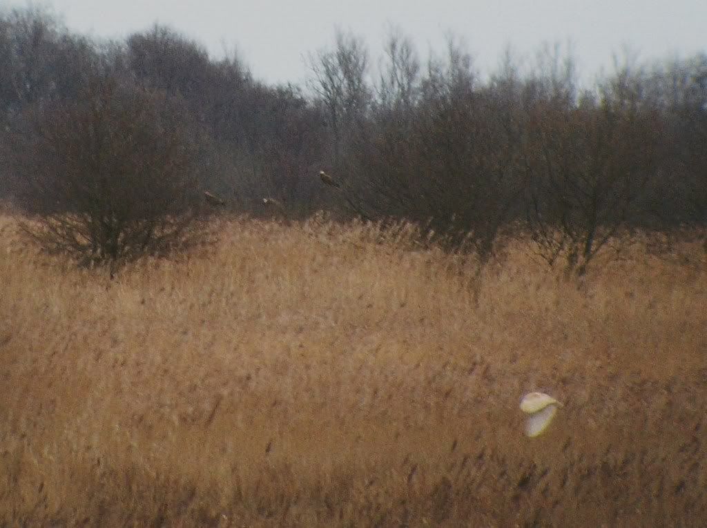 Barn Owl and Marsh Harriers