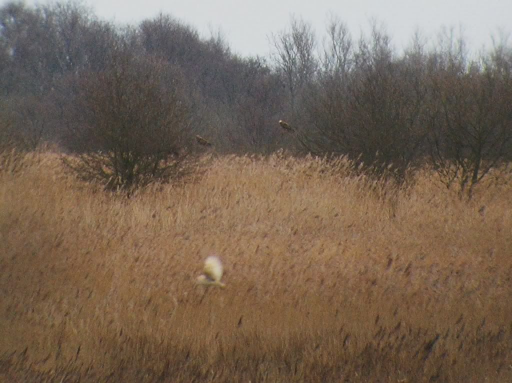 Barn Owl and Marsh Harriers