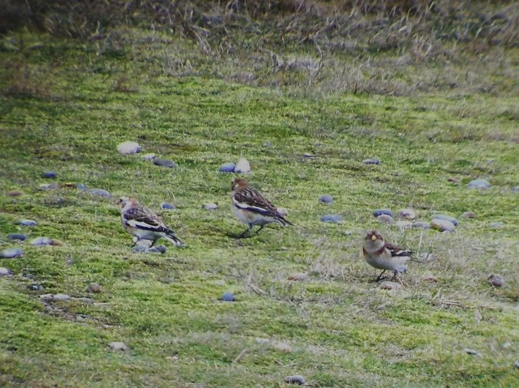 Snow Bunting