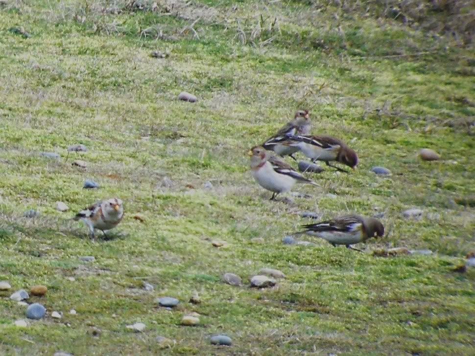 Snow Bunting