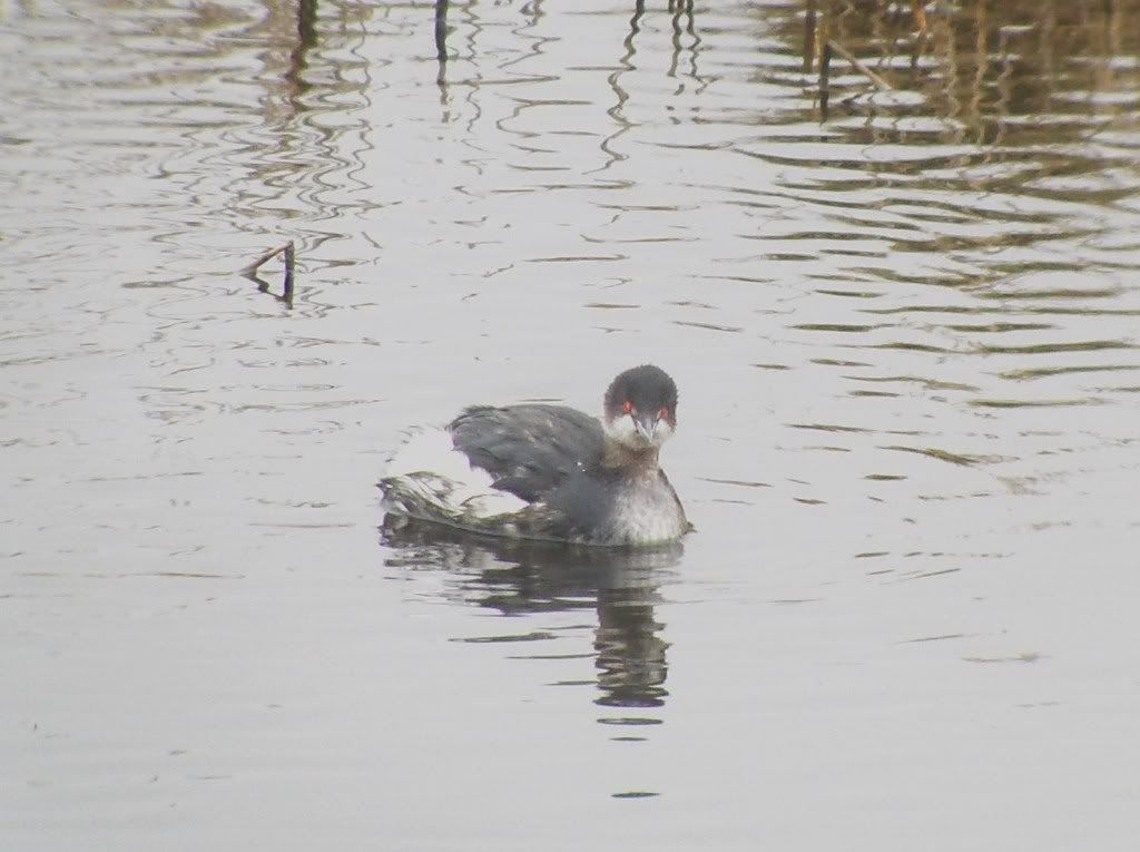 Black-Necked Grebe