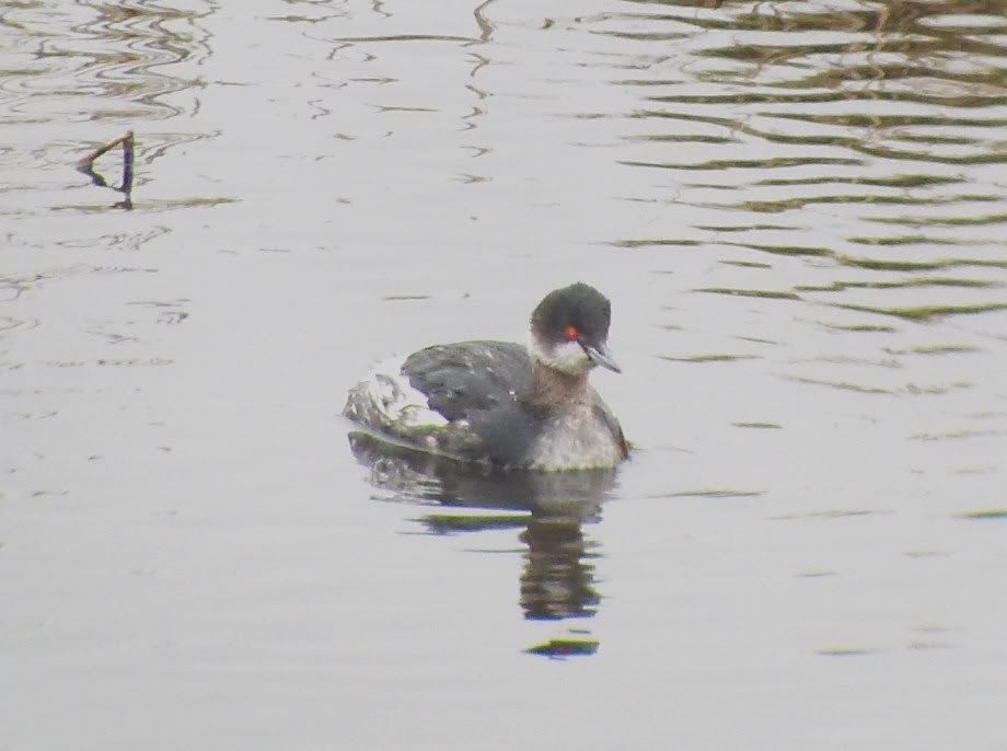 Black-Necked Grebe