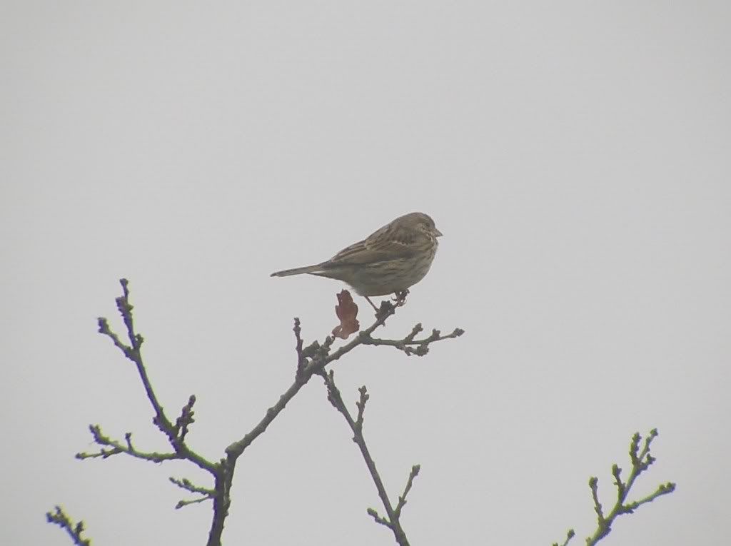 Corn Bunting