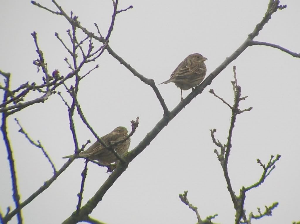 Corn Bunting