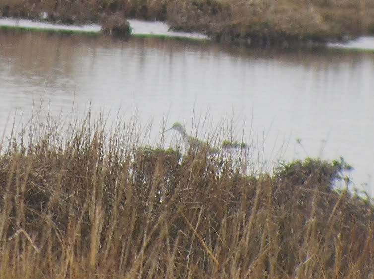 Spotted Redshank