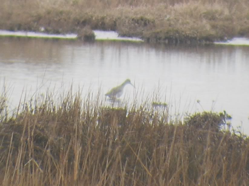 Spotted Redshank