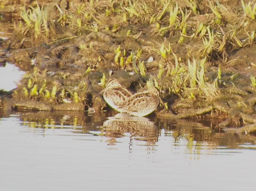 Common snipe