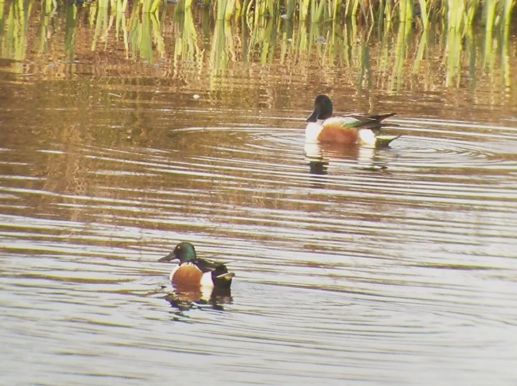 A pair of shoveler