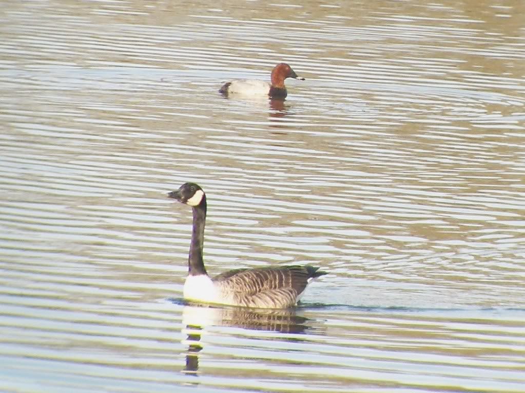 Pochard and Canada goose