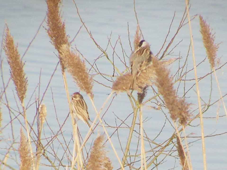 Male and female reed buntings