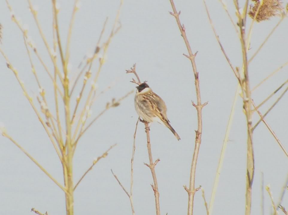 Reed bunting