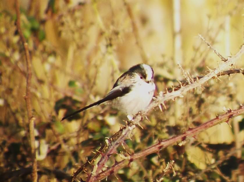 Long-tailed tit