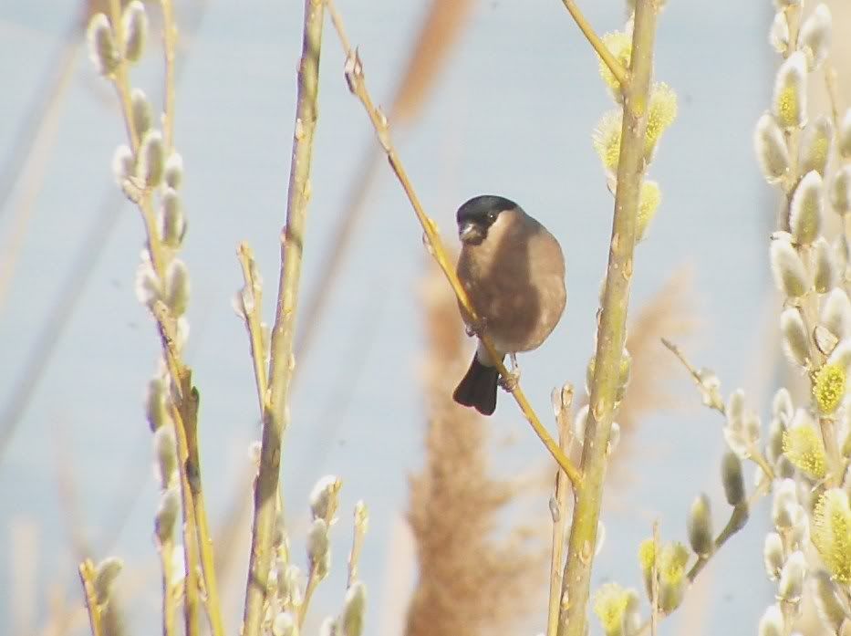 Bullfinch