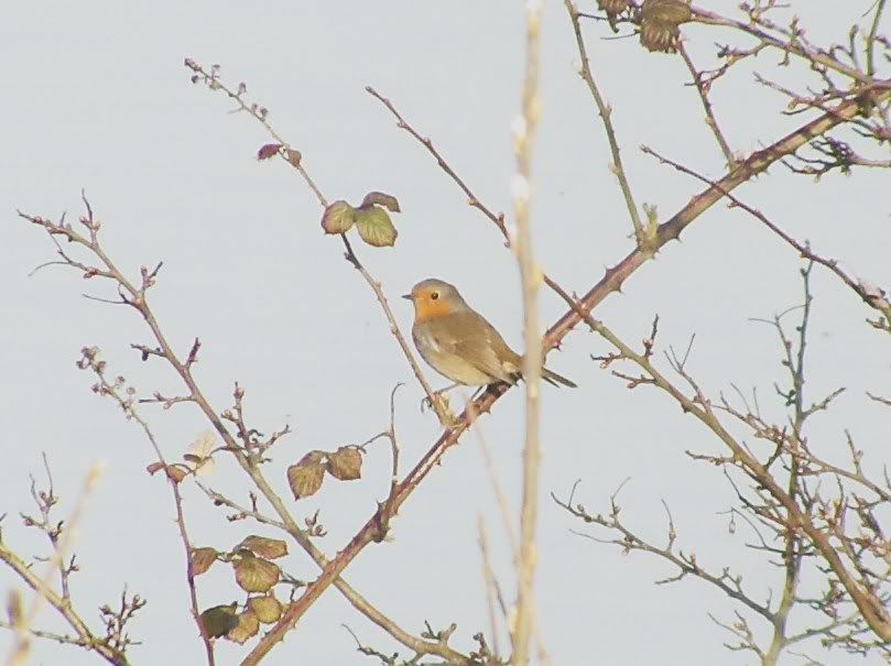 Definitely not Cetti's warbler!