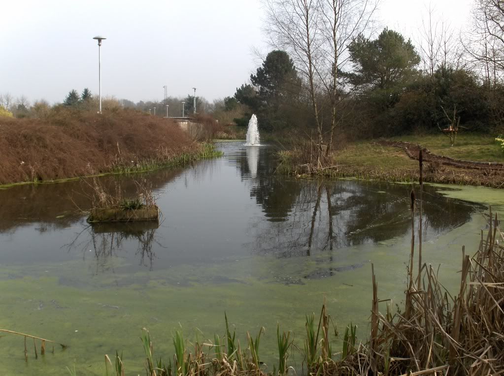 The small pond by the feeding station