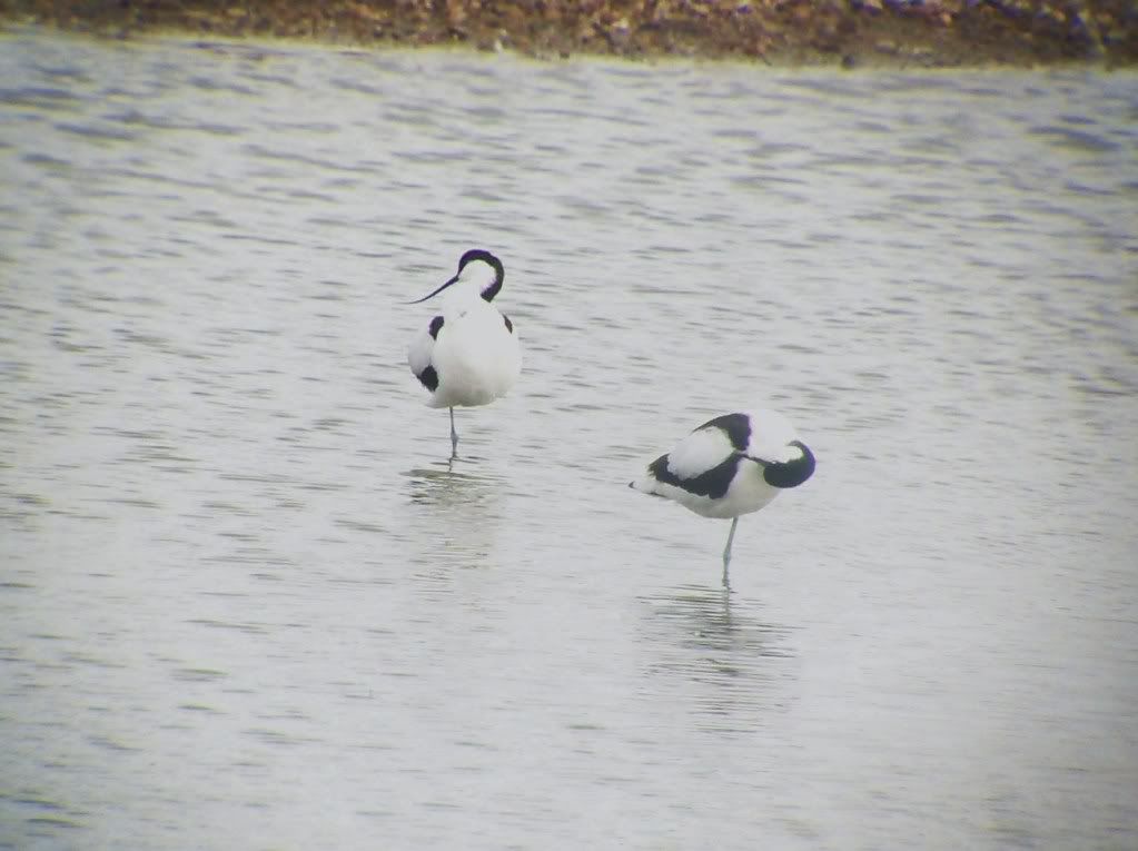 Avocets