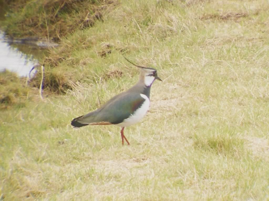 Lapwing