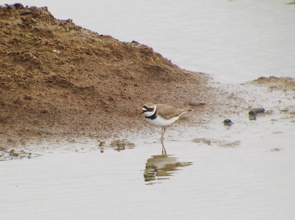 Little ringed plover