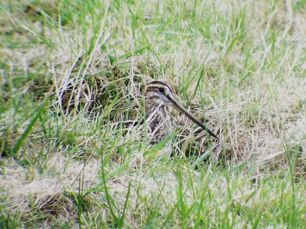 Common snipe