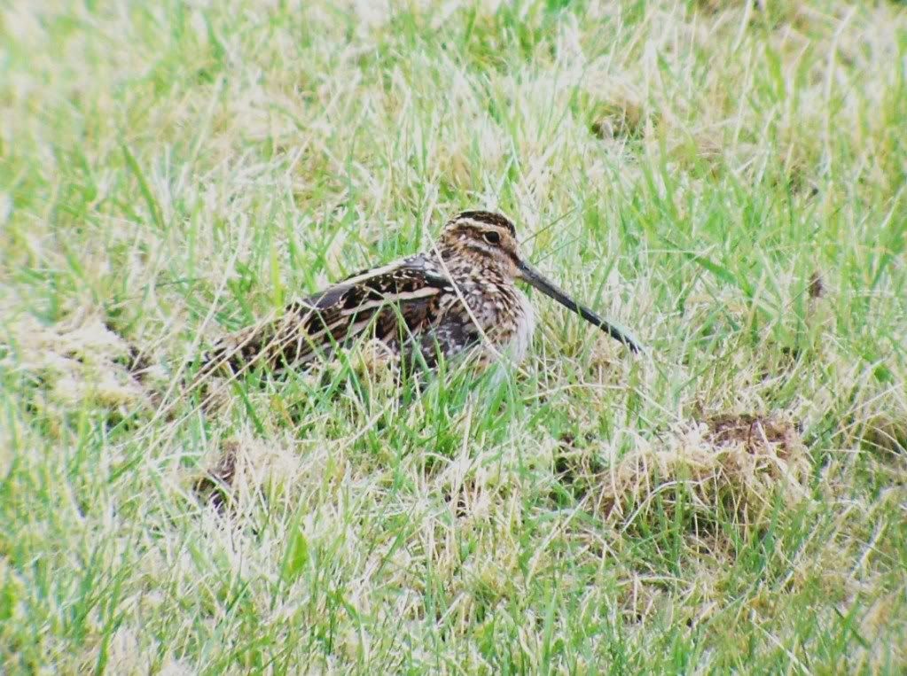 Common snipe