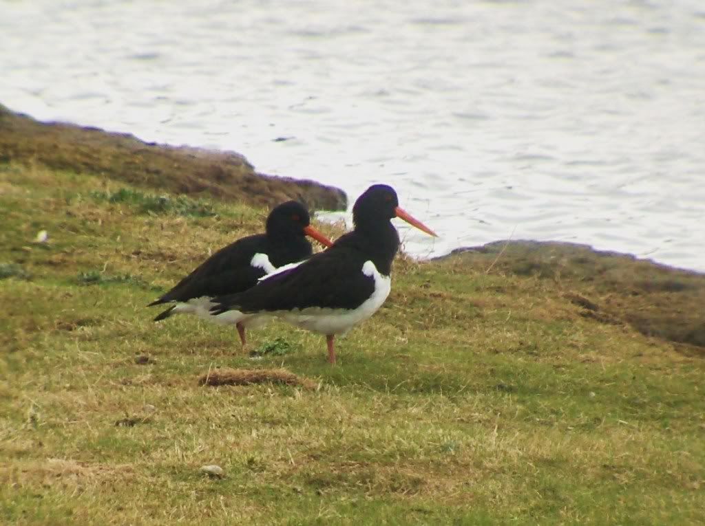 Oystercatchers