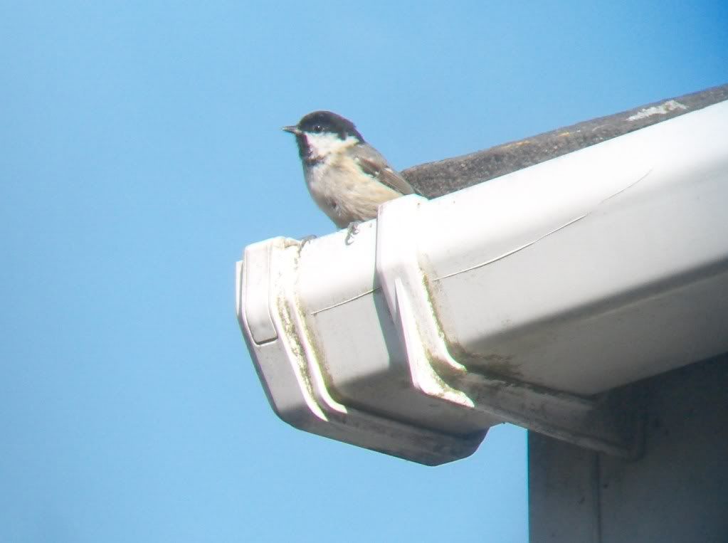 Resident coal tit