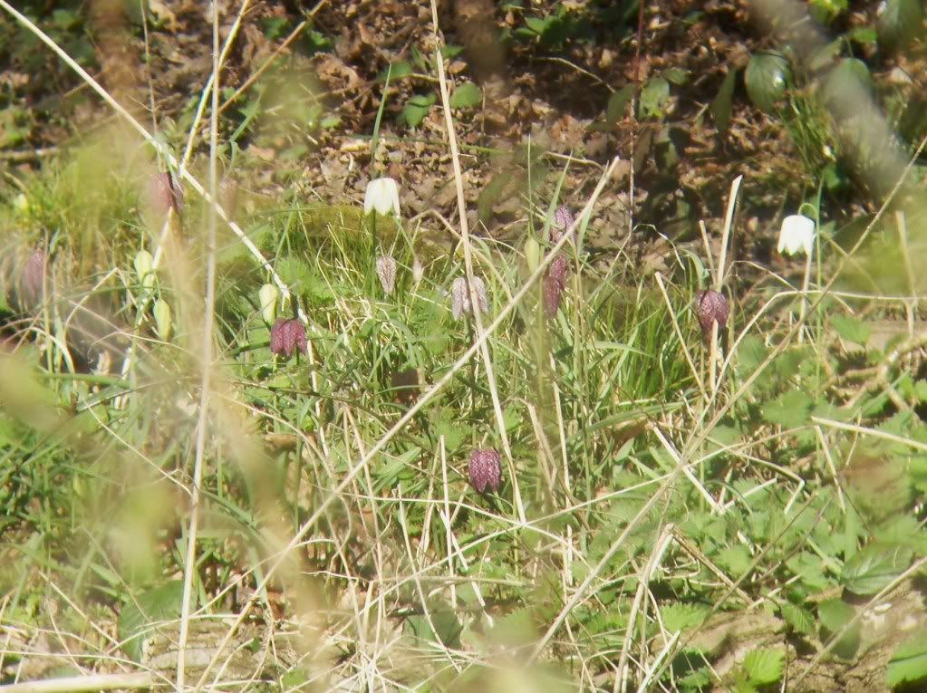 Snake's head fritillary ... definitely