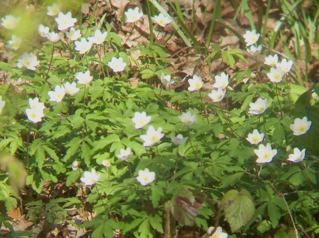 Wood anenome ... I think