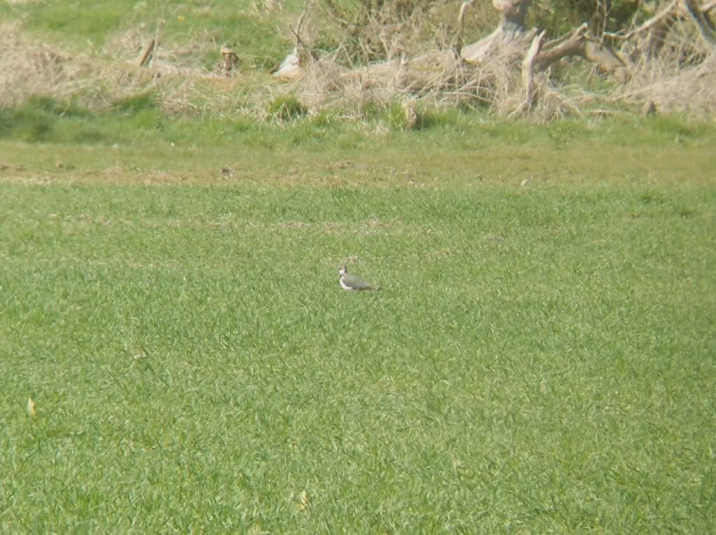 Another lapwing in the magic field