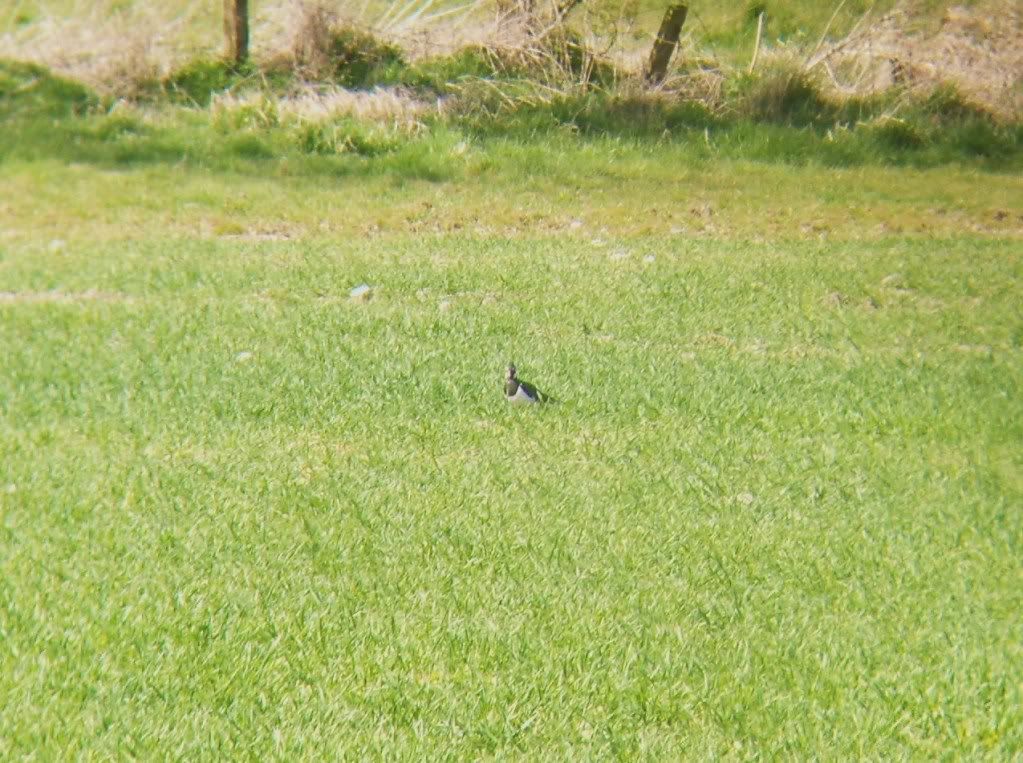 Lapwing in the magic field