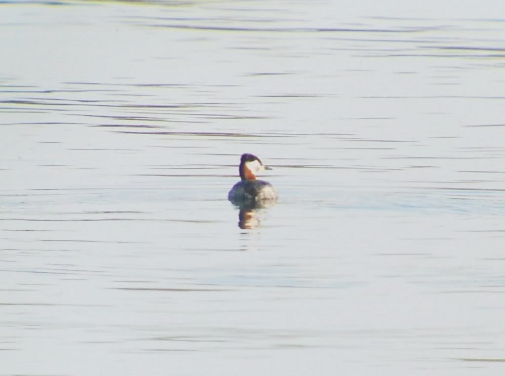 Red-necked grebe