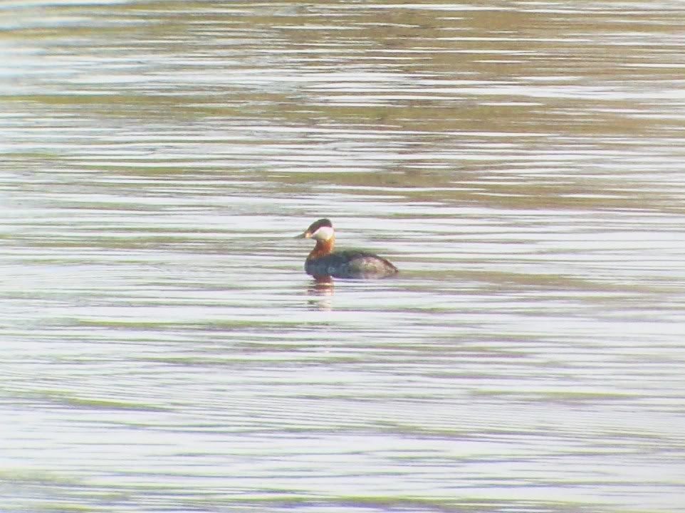 Red-necked grebe