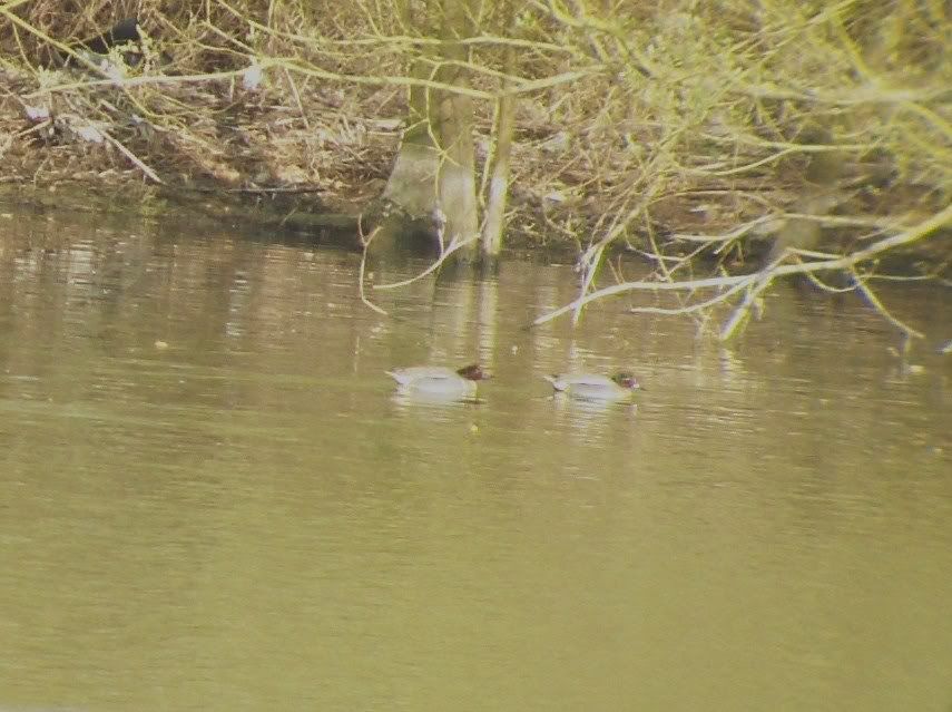 Green-winged teal [left] with Eurasian teal