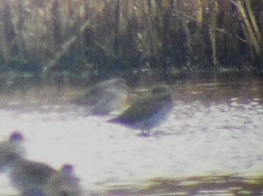 Long-billed dowitcher