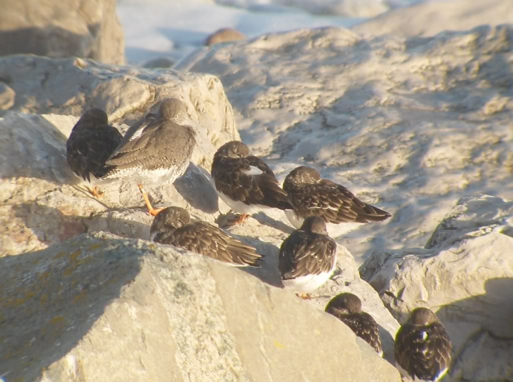 More Turnstones and Redshank