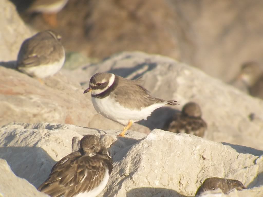 Ringed Plover