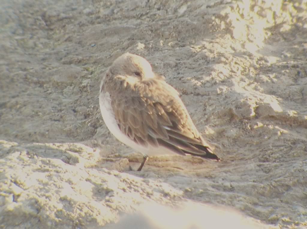 Dunlin