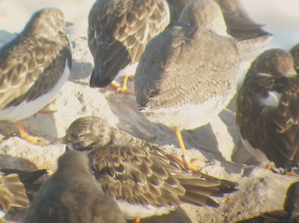 Turnstones and Redshank