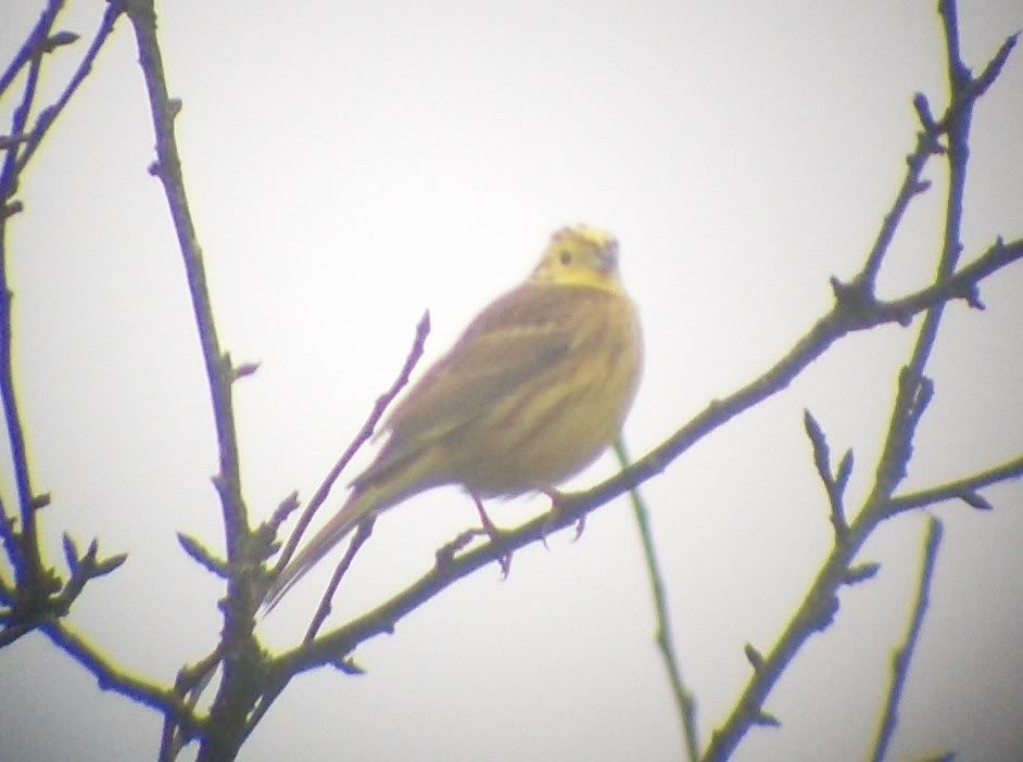 Yellowhammer