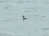Black-Necked Grebe at distance
