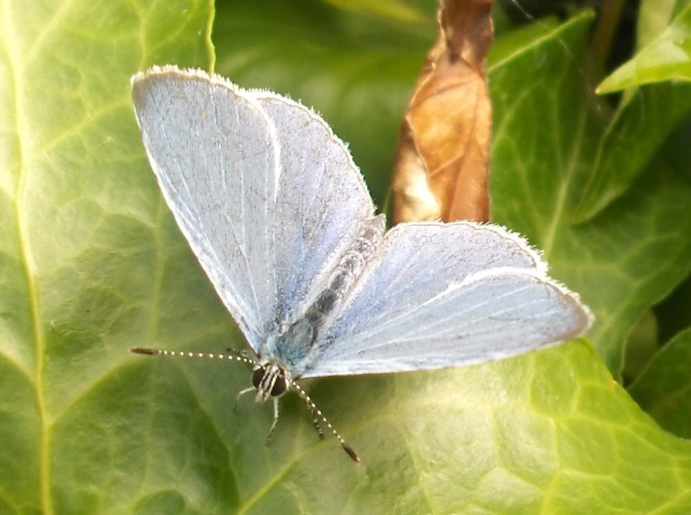 Holly Blue