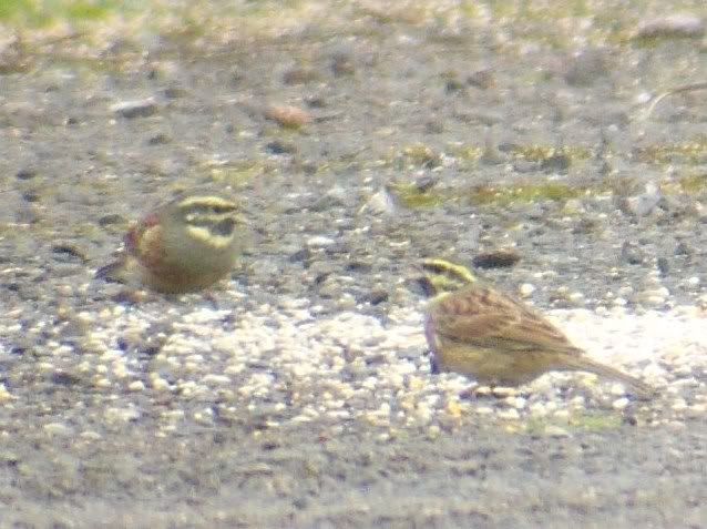 Cirl Buntings at Broadsands