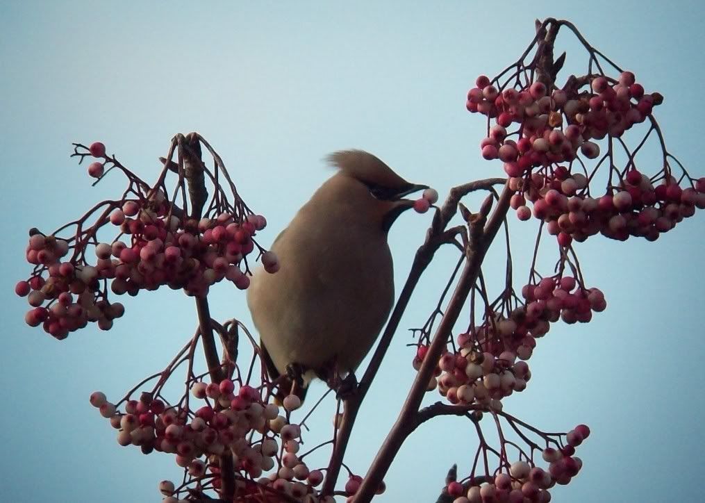 Waxwing at Webb's Garden Centre